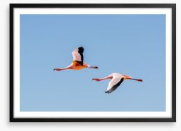 Flamingo flight Framed Art Print 100067070