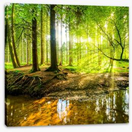 Forests Stretched Canvas 101332192