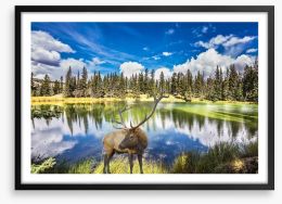 Red deer by the lake Framed Art Print 102287021