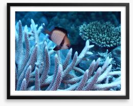Fish / Aquatic Framed Art Print 103672119