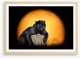 Black panther sundown Framed Art Print 103700567