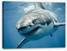 Great white smile Stretched Canvas 103878797