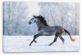 Galloping through the snow Stretched Canvas 103985525