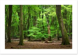 Forests Art Print 104709262