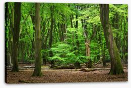 Forests Stretched Canvas 104709262