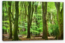 Forests Stretched Canvas 104709295