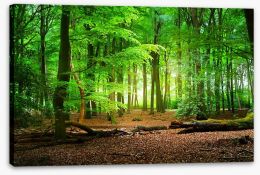 Forests Stretched Canvas 104709683