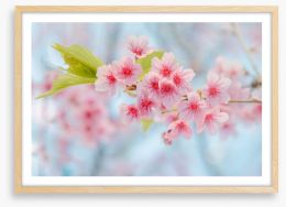 Cherry blossoming Framed Art Print 105568254