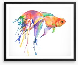 Rainbow goldfish Framed Art Print 106450910