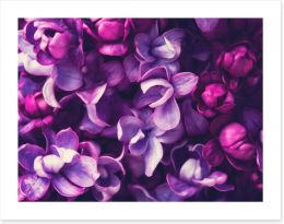 For the love of Lilac Art Print 108289994