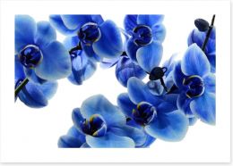 Orchid blue Art Print 108719239