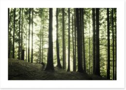 Forests Art Print 109074400