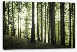 Forests Stretched Canvas 109074400