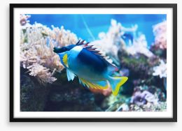 Fish / Aquatic Framed Art Print 109576230