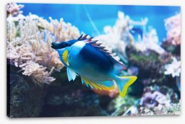 Fish / Aquatic Stretched Canvas 109576230