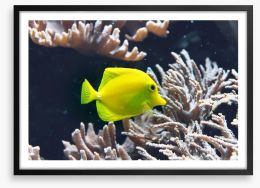 Fish / Aquatic Framed Art Print 109576267