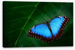 Butterflies Stretched Canvas 109769993