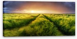 Meadows Stretched Canvas 111986800