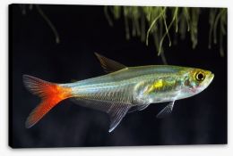 Fish / Aquatic Stretched Canvas 112159049