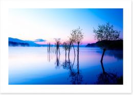 Trees in the water Art Print 113714528