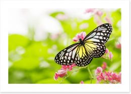 Butterflies Art Print 11380504