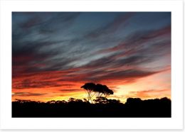 Sunset over the Australian bush Art Print 116396419