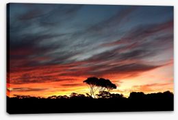 Sunset over the Australian bush Stretched Canvas 116396419