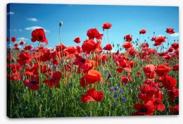 Meadows Stretched Canvas 116776734