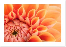 Soft peach chrysanthemum Art Print 118219339