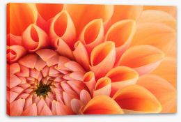 Soft peach chrysanthemum Stretched Canvas 118219339