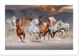 Sunset gallop Art Print 118236051