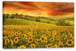 Sunset over the sunflower meadow Stretched Canvas 118611507