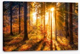 Forests Stretched Canvas 119754377