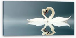 Love swans panorama Stretched Canvas 12112158