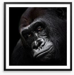 The glum gorilla Framed Art Print 121245741