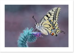 Papilio machaon macro Art Print 121399179