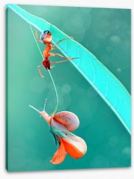 Insects Stretched Canvas 121416227