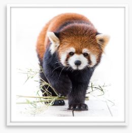 Red panda prowl Framed Art Print 121574547