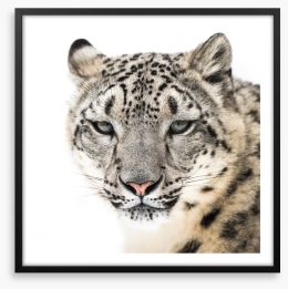 Snow leopard stare Framed Art Print 121577275