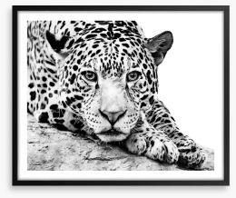 Jaguar on alert Framed Art Print 121577649