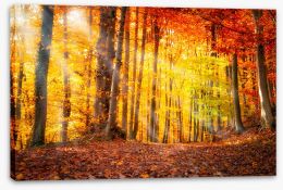 Forests Stretched Canvas 122417790
