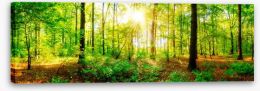 Forests Stretched Canvas 122870583