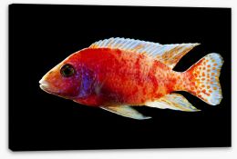 Fish / Aquatic Stretched Canvas 124065189