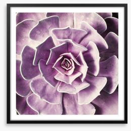 Radiant rosette Framed Art Print 125599252