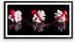 Three fuchsia flowers Framed Art Print 126992475