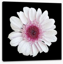 Flowers Stretched Canvas 127298866