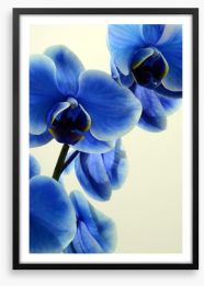 Orchid blues Framed Art Print 127474443
