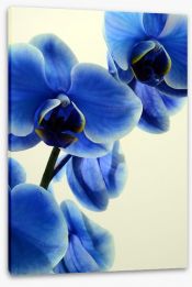 Flowers Stretched Canvas 127474443