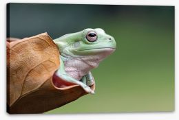 Reptiles / Amphibian Stretched Canvas 127807945