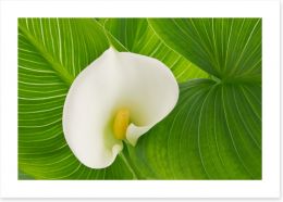 White calla lily Art Print 127893610